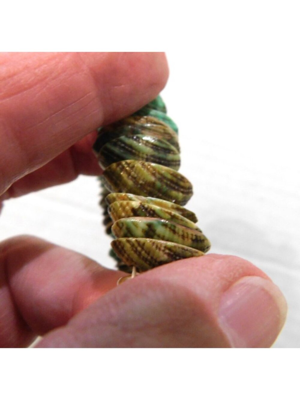 Vintage Stacked Shells Bracelet Green Brown 3/4 Inch Stretch Fits Most Wrists - Picture 3 of 6